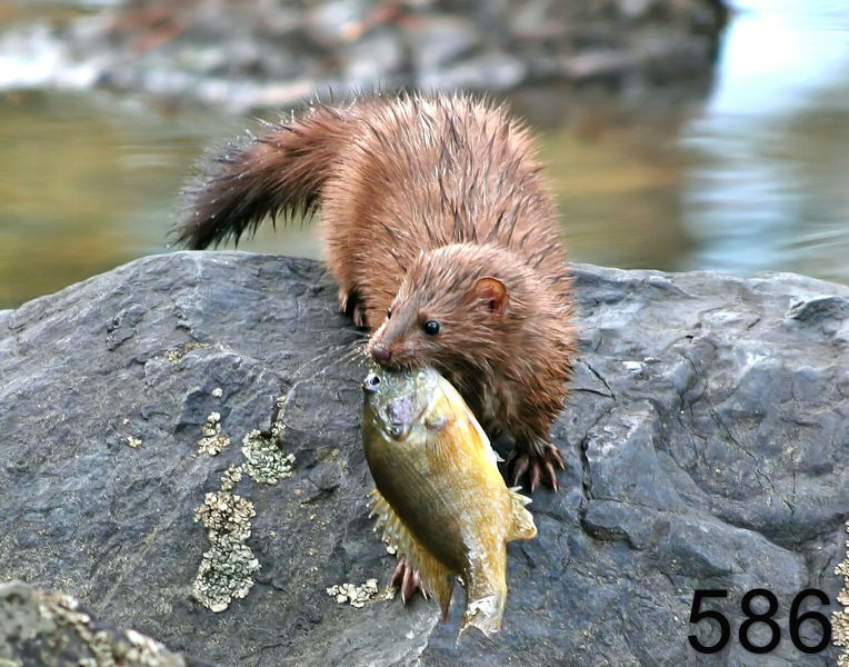 586mink  2-4-06 cl1 6569f-14l.jpg