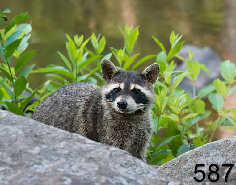 587raccoon 7-10-06 cl7x14l.jpg