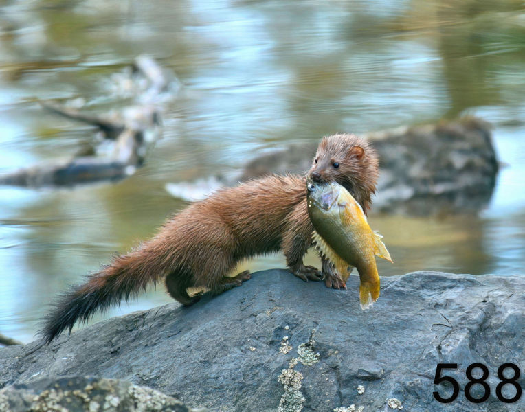 588mink  2-4-06 cl2 6566x14ll.jpg