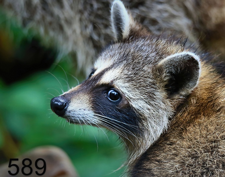 589raccoon 7-17-18-378x14l.jpg