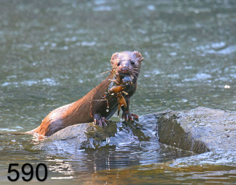 590mink 5-30-08 4d080x14l.jpg