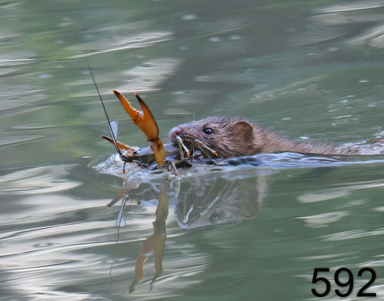 592mink 5-30-08 4d957x14l.jpg