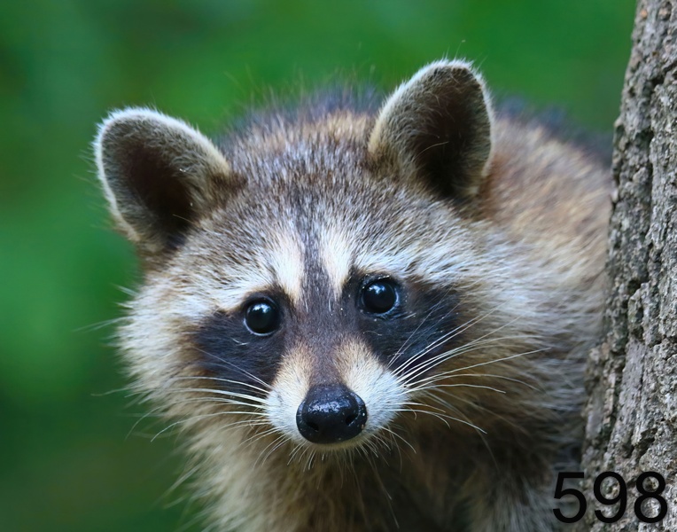 593raccoon 7-27-18-598x14l.jpg
