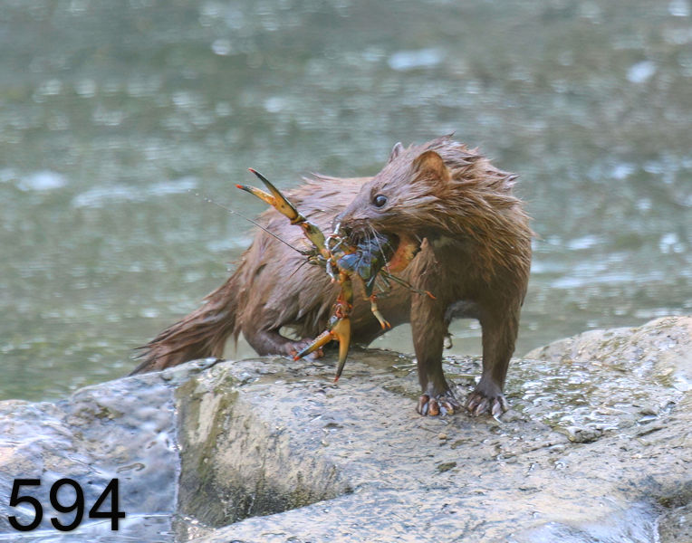 594mink 5-31-08 4d228x14l.jpg