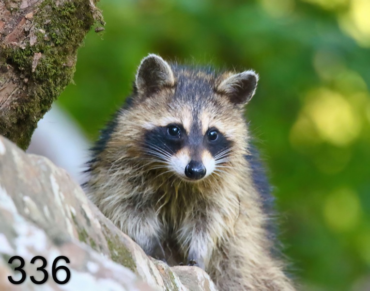 595raccoon 8-2-18-336x14ll.jpg