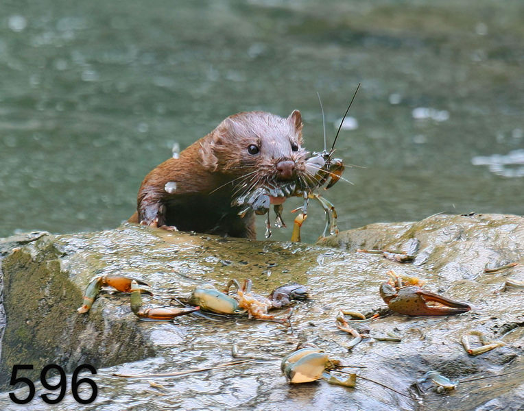 596mink 6-1-08 4d500x14l.jpg