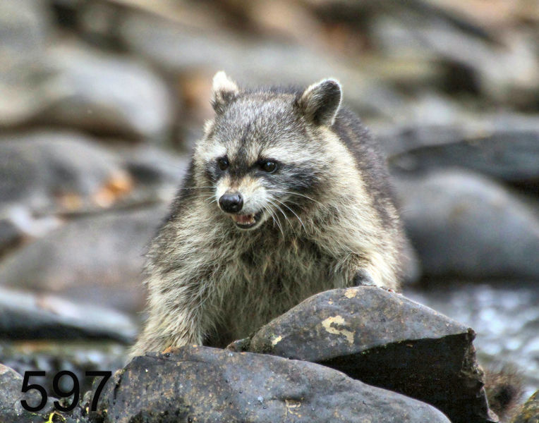 597raccoon 10-13-16-949fBlx14l.jpg