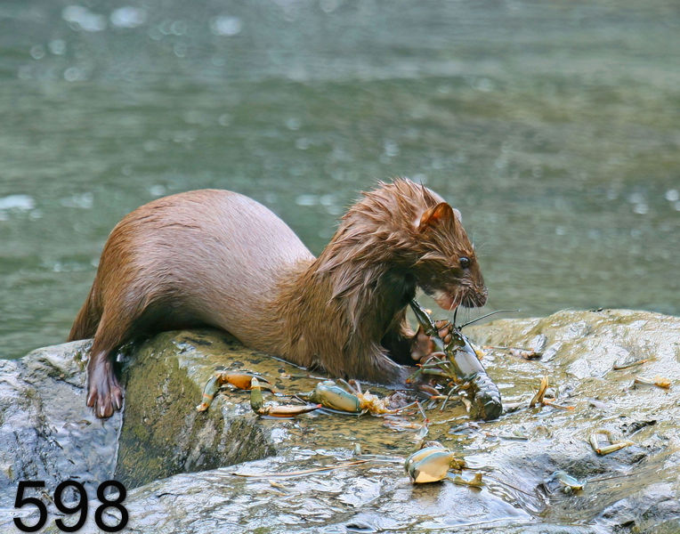 598mink 6-1-08 4d508x14l.jpg