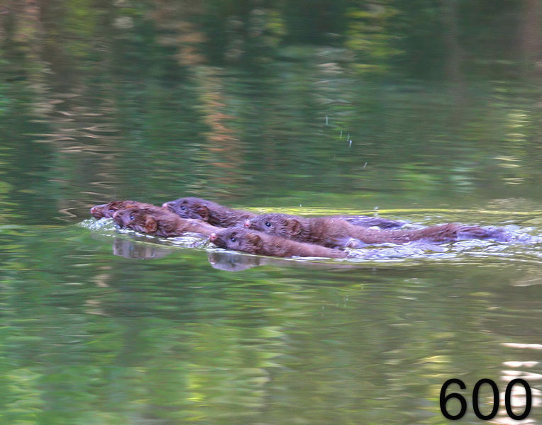 600minks 6-9-09 4d431x14l.jpg