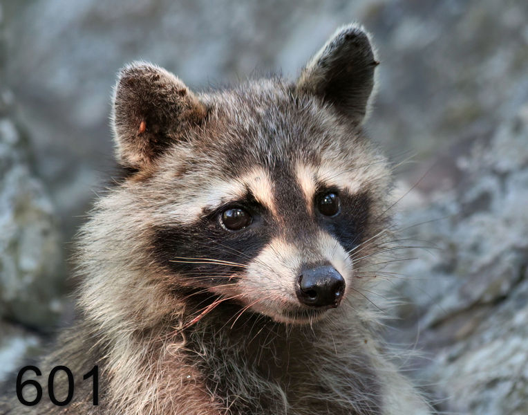 601raccoon 6-26-06 cl3x14li.jpg