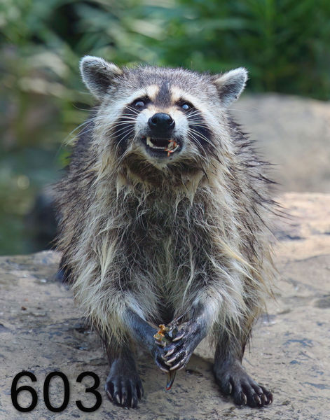 603raccoon 6-24-08 4d148x14lt.jpg