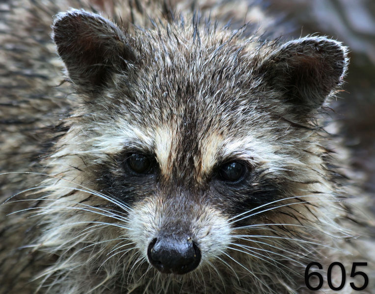 605raccoon 6-23-06 cl3x14l.jpg