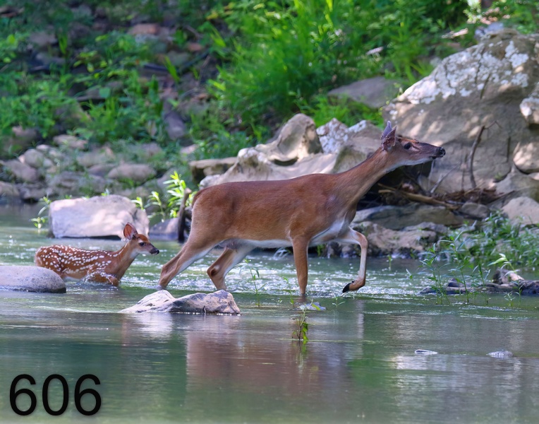 606deer 5-21-18-830x14l.jpg