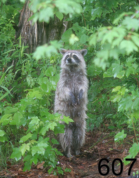 607raccoon  5-30-06 cl2x14lt.jpg