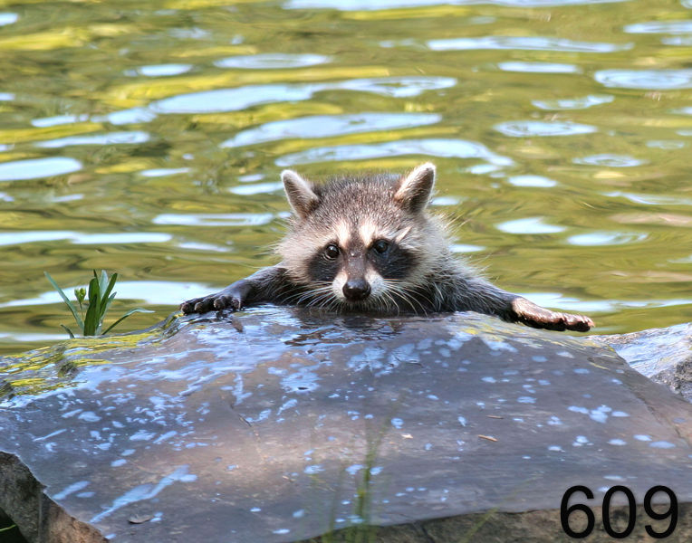609raccoon (young) 6-19-06 cl1x14l.jpg