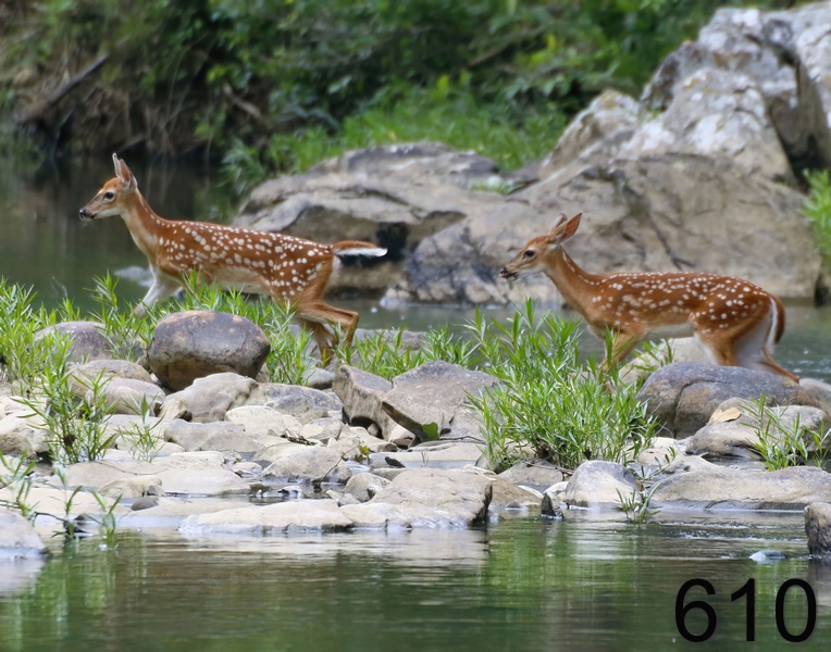 610deer 7-5-17-646x14l.jpg