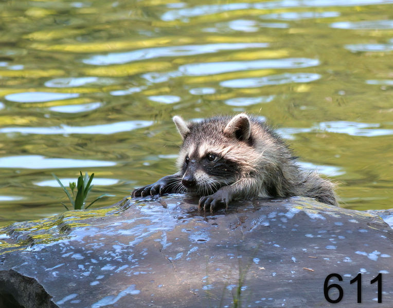 611raccoon (young) 6-19-06 cl2x14l.jpg