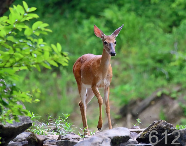 612deer 7-18-18-943x14l.jpg