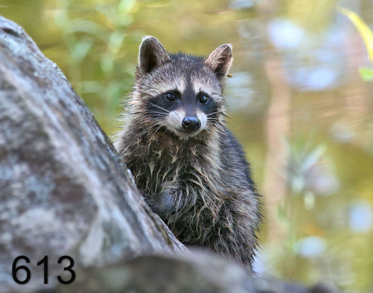 613raccoon (young) 7-6-06 cl1x14l.jpg