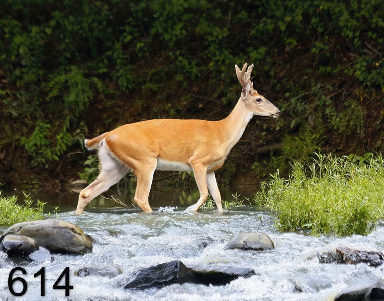 614deer 8-23-17-929x14l.jpg