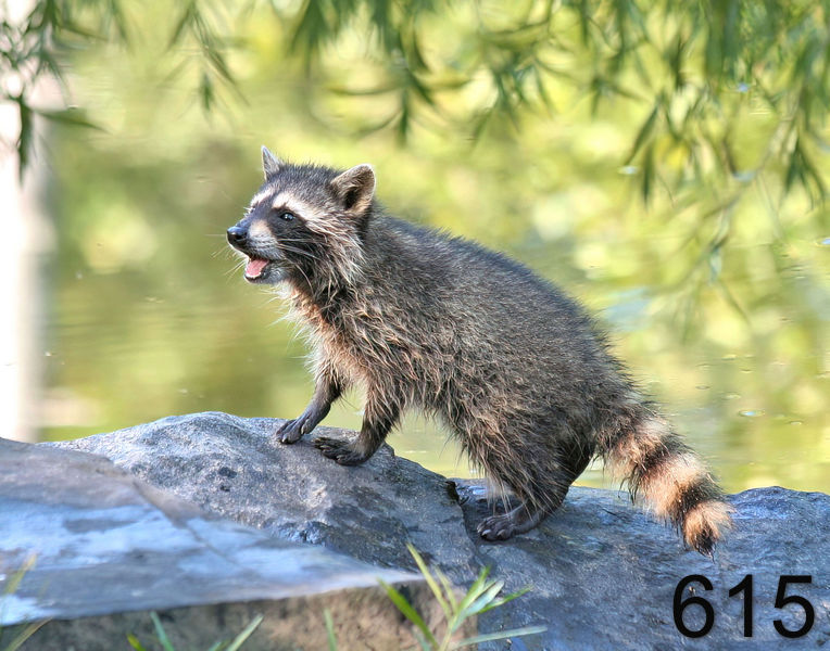 615raccoon (young) 7-8-06 cl1x14l.jpg