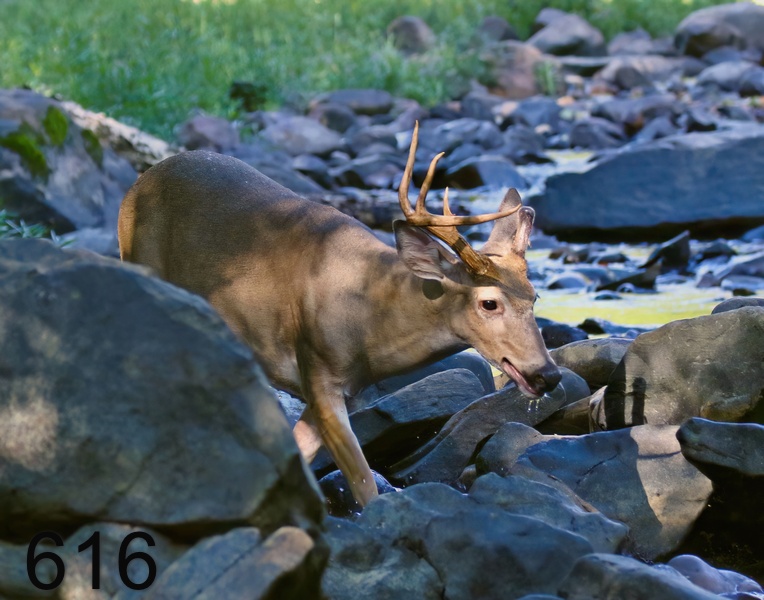616deer 9-5-18-248x14l.jpg