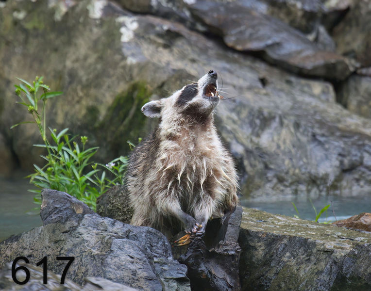 617raccoon 6-20-08 4d055x14l.jpg