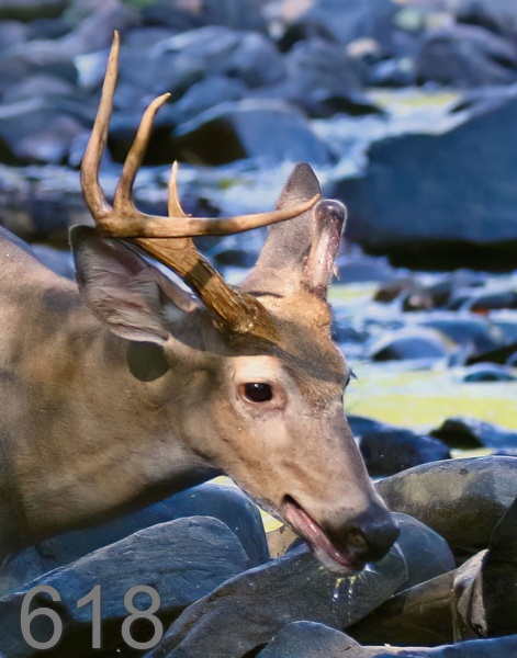 618deer 9-5-18-248x14lt.jpg