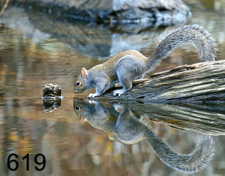 619gray-squirrel 12-5-07 4c76Bflx14l.jpg