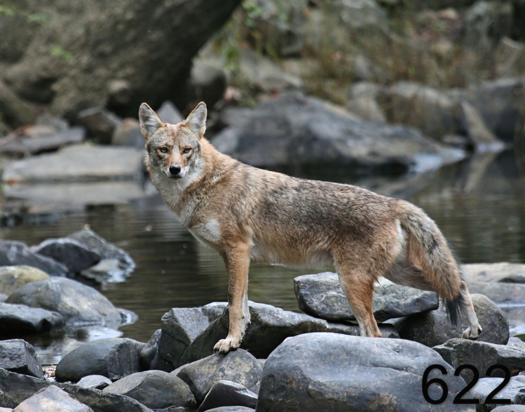 622coyote 11-2-07 4c1x14l.jpg