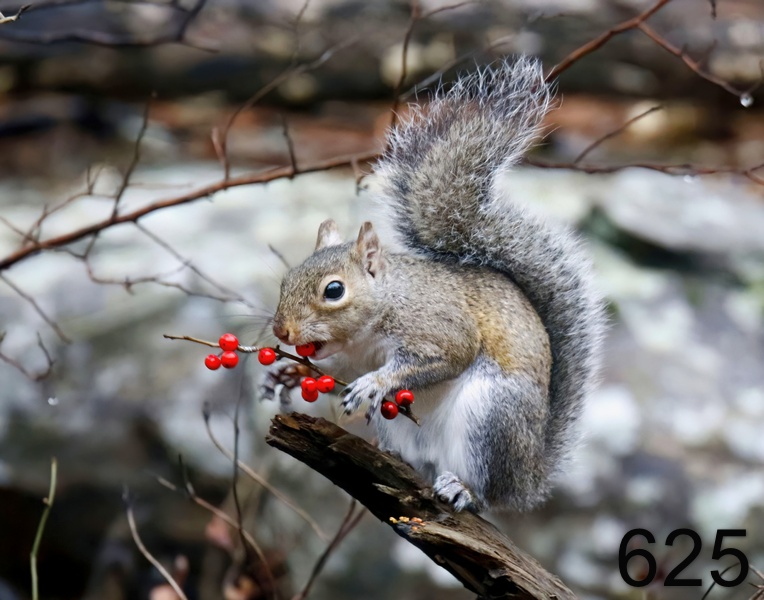 625gray squirrel 1-27-18-106x14l.jpg
