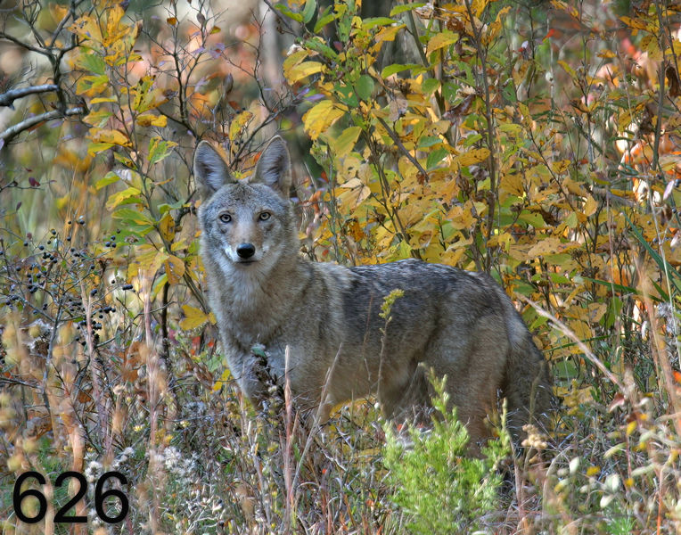 626coyote 11-3-06 cl1x14l.jpg