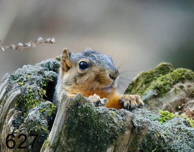 627fox squirrel 12-25-18-410x14l.jpg