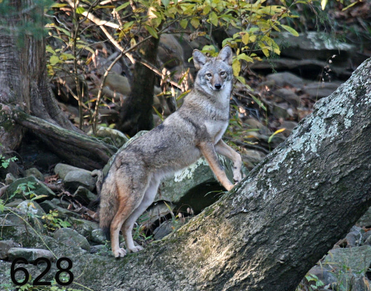 628coyote 11-3-07 4c2x14l.jpg