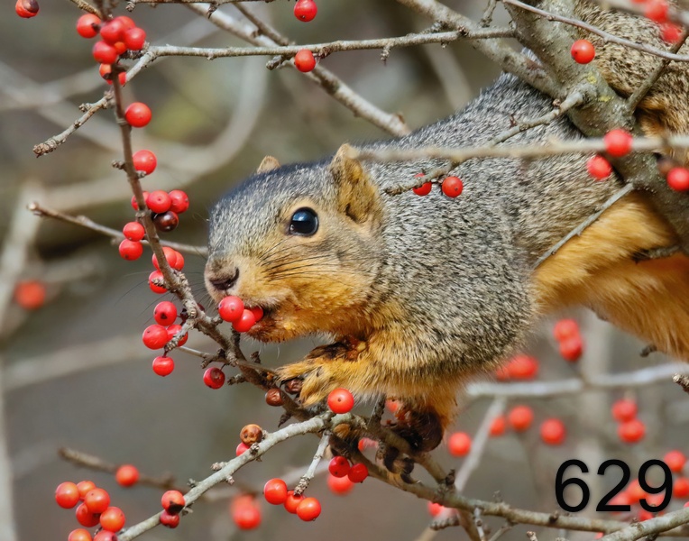 629fox squirrel 12-12-18-915x14l.jpg
