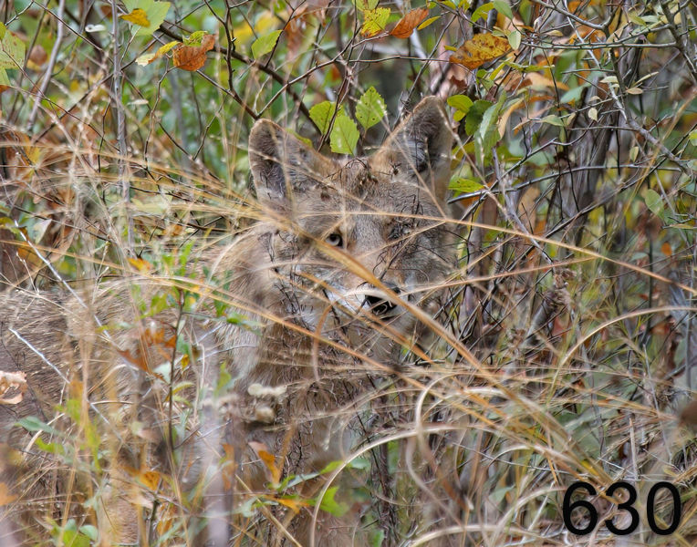 630coyote 11-4-06 cl2x14l.jpg