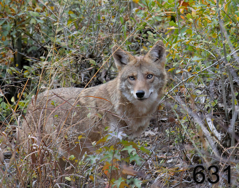 631coyote 11-4-06 cl3x14l.jpg