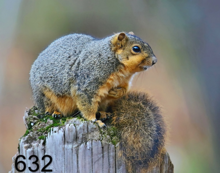 632fox squirrel 12-6-18-463x14l.jpg