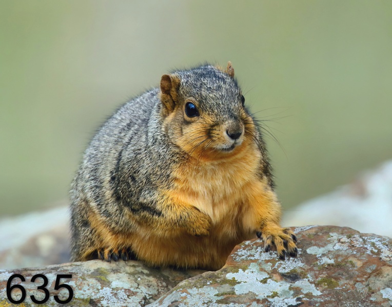 635fox squirrel 12-3-18-020x14l.jpg