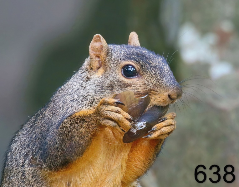 638fox squirrel 7-9-18-971x14l.jpg