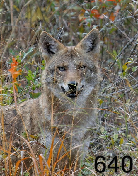 640coyote 11-4-06 cl12x14l-.jpg