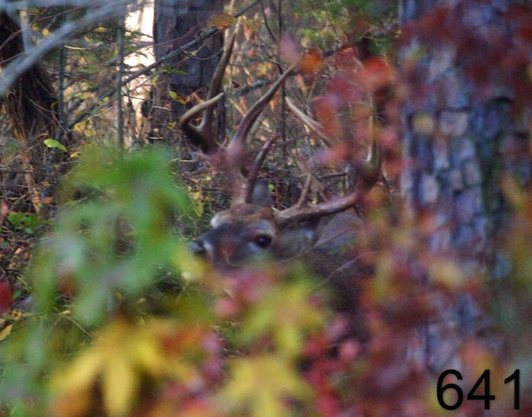 641deer 11-8-06 cl5x14l.jpg