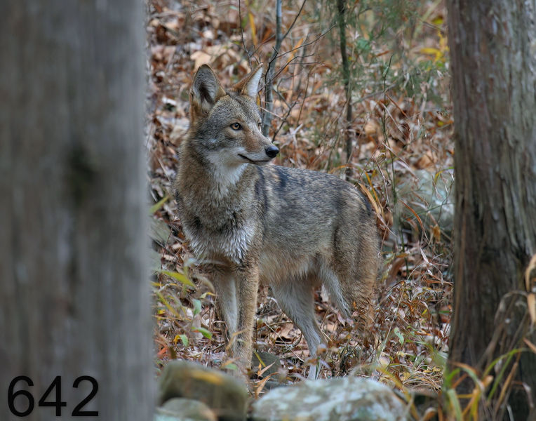 642coyote 11-27-06 cl10x14l.jpg