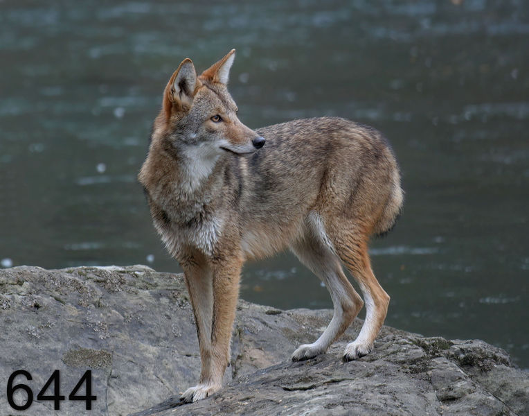 644coyote 11-27-06 cl17x14l.jpg