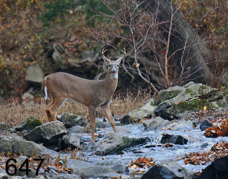 647deer 11-5-08 4d523x14l.jpg
