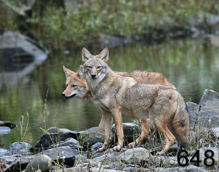 648coyotes 10-26-07 4c1x14l.jpg