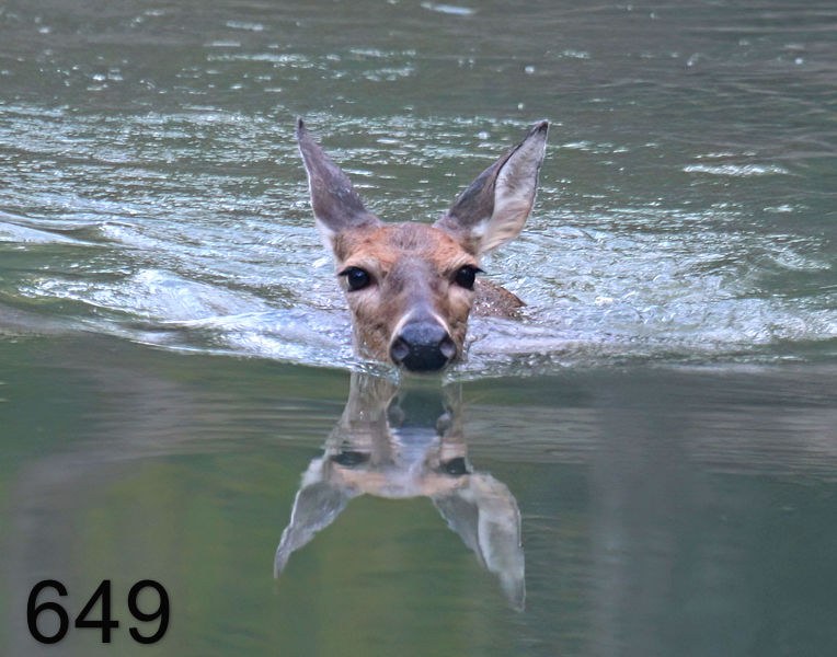 649deer 9-26-08 4d926x14l.jpg