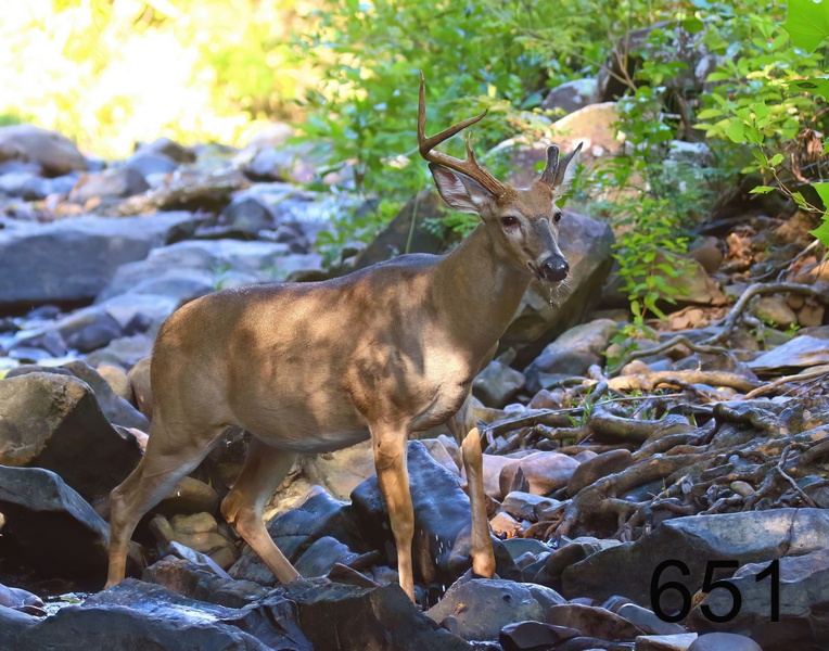 651deer 9-5-18-260x14l.jpg