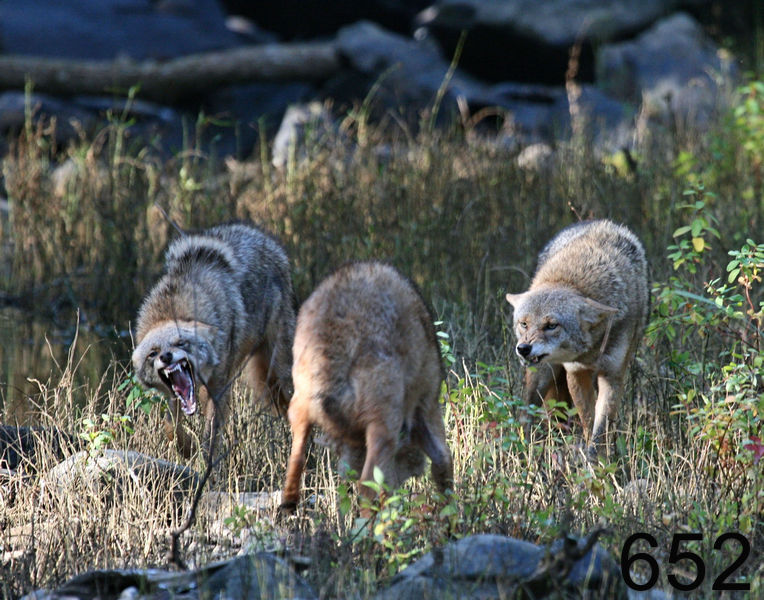 652coyotes 10-28-07 4c1x14l.jpg