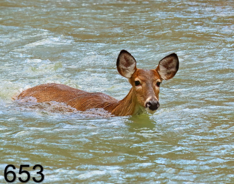 653deer 2-5-19-459x14l.jpg